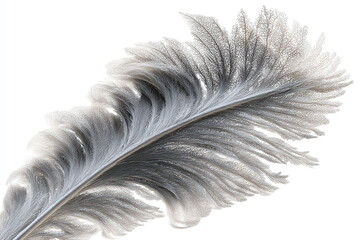 Delicate feather close up.