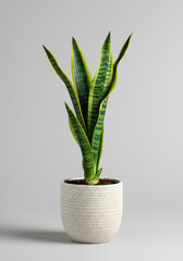 Vibrant Sansevieria Snake Plant in White Textured Pot on Neutral Background