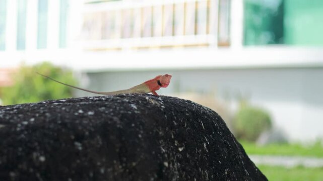 Red-Headed Lizard on Rock in Urban Phuket