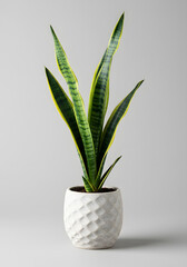 Vibrant Snake Plant (Sansevieria trifasciata) in a Stylish White Pot, Perfect for Modern Home Decor