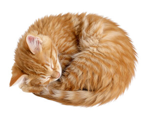 Sleepy Ginger Kitten Curled Up with Closed Eyes, PNG Isolated