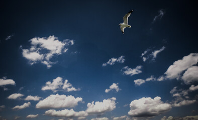 Dark sky and seagull flying - a view from below 2