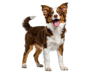  Happy Border Collie Puppy with Tongue Out and Ears Up, Isolated PNG