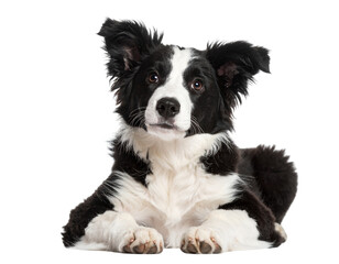 Lying Down Border Collie Puppy with Paws Forward, Transparent PNG