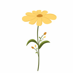 yellow daisy flower,yellow flower vector illustration,spring flowers