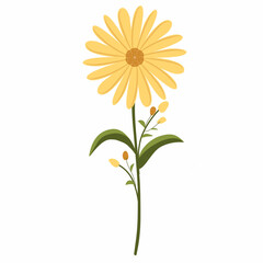 yellow daisy flower,yellow flower vector illustration,spring flowers