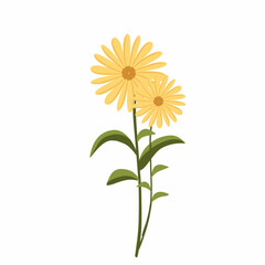 yellow daisy flower,yellow flower vector illustration,spring flowers