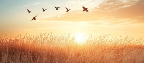 Obraz premium Golden Sunrise over a Field of Grain with Birds in Flight