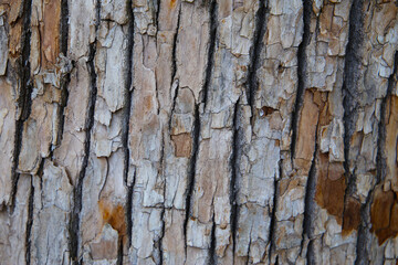 Rough tree bark with deep cracks and natural textures.