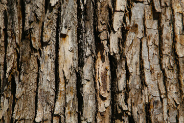 Rough tree bark with deep cracks and natural textures.