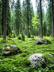 Serene Evergreen Forest Mossy Rocks and Towering Trees