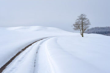 Bare tree stands on a snow covered hill next to a winding road with tire tracks winter