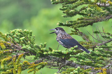 Beautiful crows in the high mountain belt ,Nutcracker