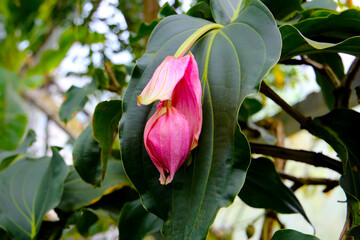 Medinilla magnifica, the showy medinilla or rose grape