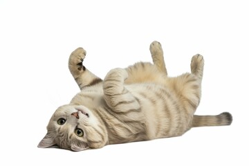 A beige cat lies on its back, playing and rolling around, with an isolated white background. isolated, white background