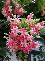 Beautiful pink Rangoon creeper flowers blooming on a vine