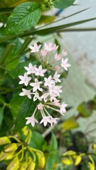 pink flowers of a tree