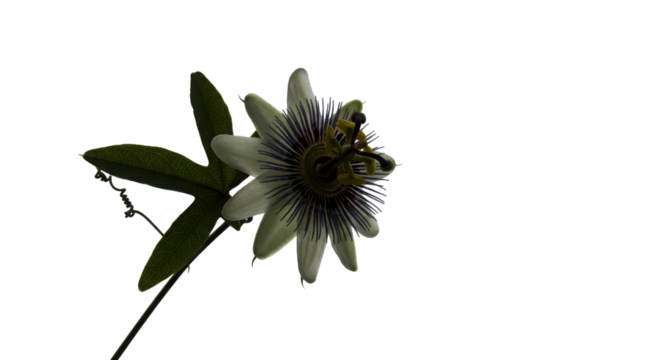 Dramatic High Contrast Passion Flower Silhouette with Butterfly isolated on Transparent Background