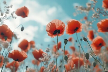 Obraz premium Bright red poppy flowers blooming under a clear summer sky in a vibrant landscape, Red poppy flowers at summer time close up,