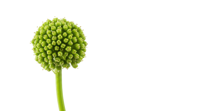 Detailed Macro Shot of Spherical Green Acacia Flower Bud Structure isolated on Transparent Background