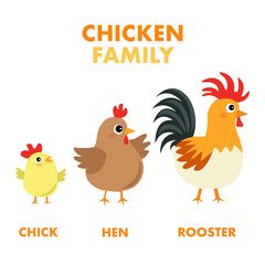 Adorable vector illustration of a chicken family: chick, hen, and rooster. Great for educational content, farm-themed designs, and children’s learning materials.
