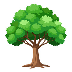 Sycamore tree with green leaves