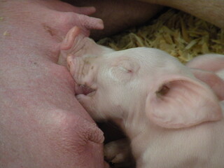 Suckling Pig