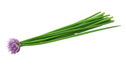 Fresh green chives with purple flower isolated on white background