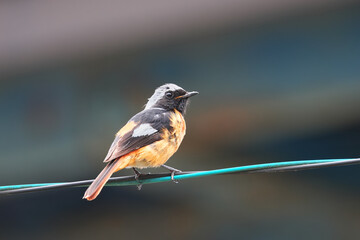 Daurian Redstart,a winter bird that started raising children in summer in Japan 