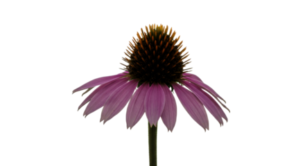 Purple coneflower echinacea blossom isolated on white background