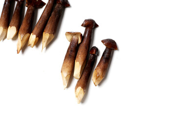 Termite mushrooms with long stems, white tips, and dark brown caps.