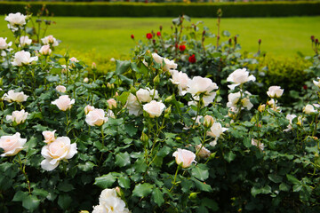 White roses blooming in a Japanese public garden.