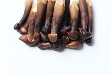 Termite mushrooms with long stems, white tips, and dark brown caps.