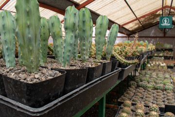 Collection of young cacti in plastic pots growing in a greenhouse at cactus nursery near Ajijic,...