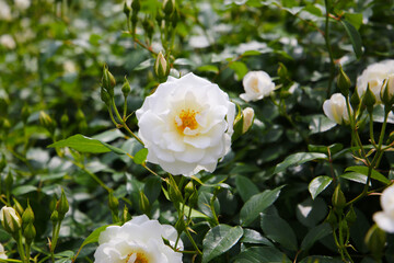White roses blooming in a Japanese public garden.