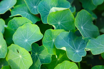 Nasturtium plant, flower with green leaves