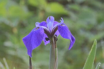 Stunningly vivid blue flowers in the early wetlands ,Japanese iris