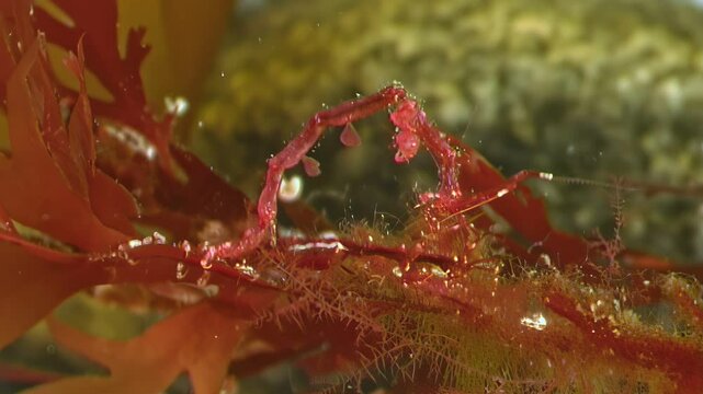 A sea spider hunts a Caprella septentrionalis, commonly known as a sea goat, on a seaweed leaf at the bottom of the White Sea. Underwater nature in action.