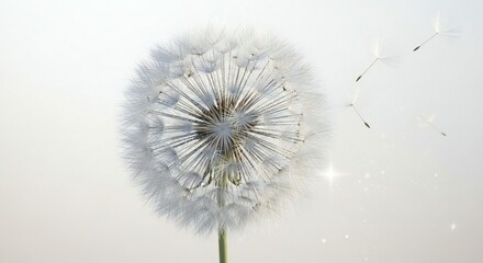 Delicate white dandelion seed head with floating seeds on light background