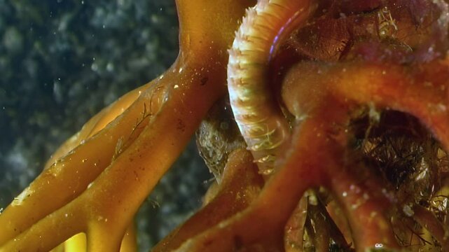 A Nereis virens, or Green Ragworm, explores the seabed of the White Sea. The worm moves between strands of seaweed in its Arctic Ocean environment.