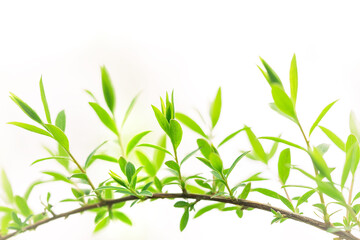 Green fresh leaves semicircle with white background macro