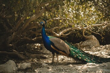 Obraz premium Colorful male peacock displaying feathers in the forest on Sir Bani Yas Island, Colorful male peacock in the forest in Sir Bani Yas island in Abu Dhabi, UAE