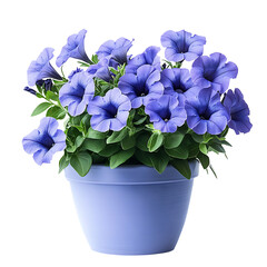 Blue petunia flowers blooming in decorative pot isolated on transparent background