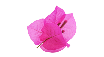 Pink bougainvillea flower isolated on white background