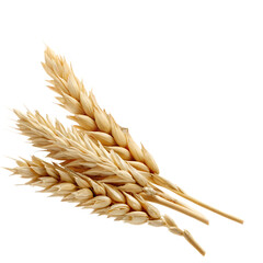 Golden wheat stalks with grains isolated on a transparent background beige