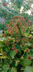 Obraz premium Close-Up of Wild Umbrella Flower Cluster in Garden