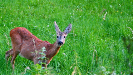 Reh auf Wiese