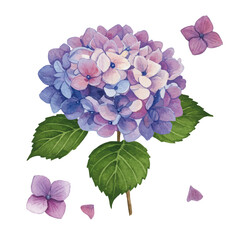 Vector watercolor illustration / 水彩テイストのあじさい