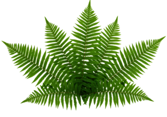Vivid green fern fronds create an organic, botanical design element against a transparent backdrop, ideal for nature-inspired projects.