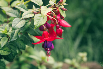 Obraz premium Close-up of red and purple Fuchsia flowers with green leaves – tropical ornamental plant, commonly used in gardens and landscaping.